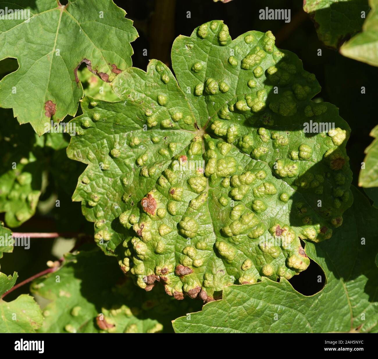 Weinblaetter hi-res stock photography and images - Alamy