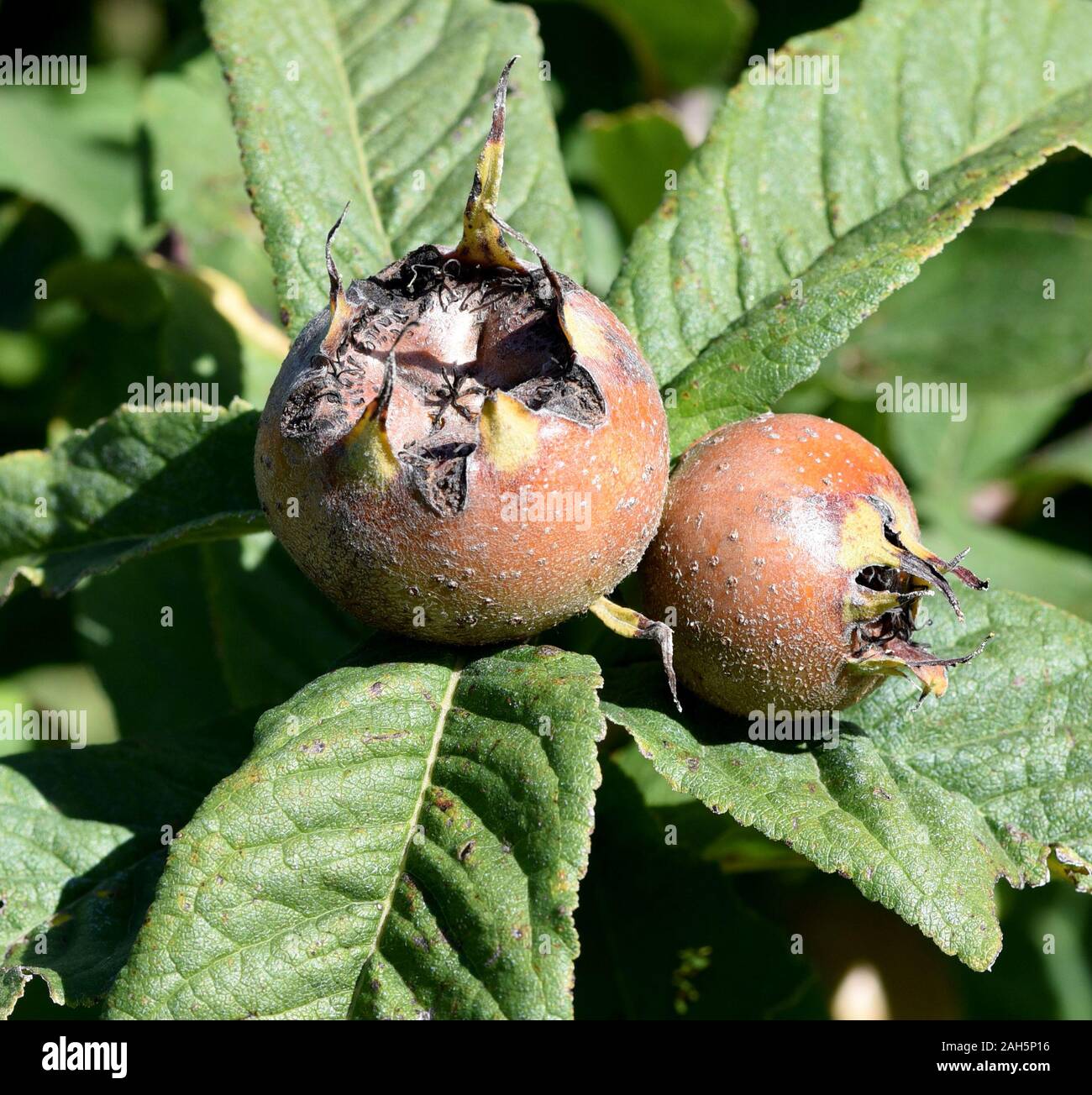 Mispel, Mespilus germanica, ist ein sommergruener Baum mit krummem Stamm und breiter Krone, der essbare Fruechte traegt. Medlar, Mespilus germanica, i Stock Photo