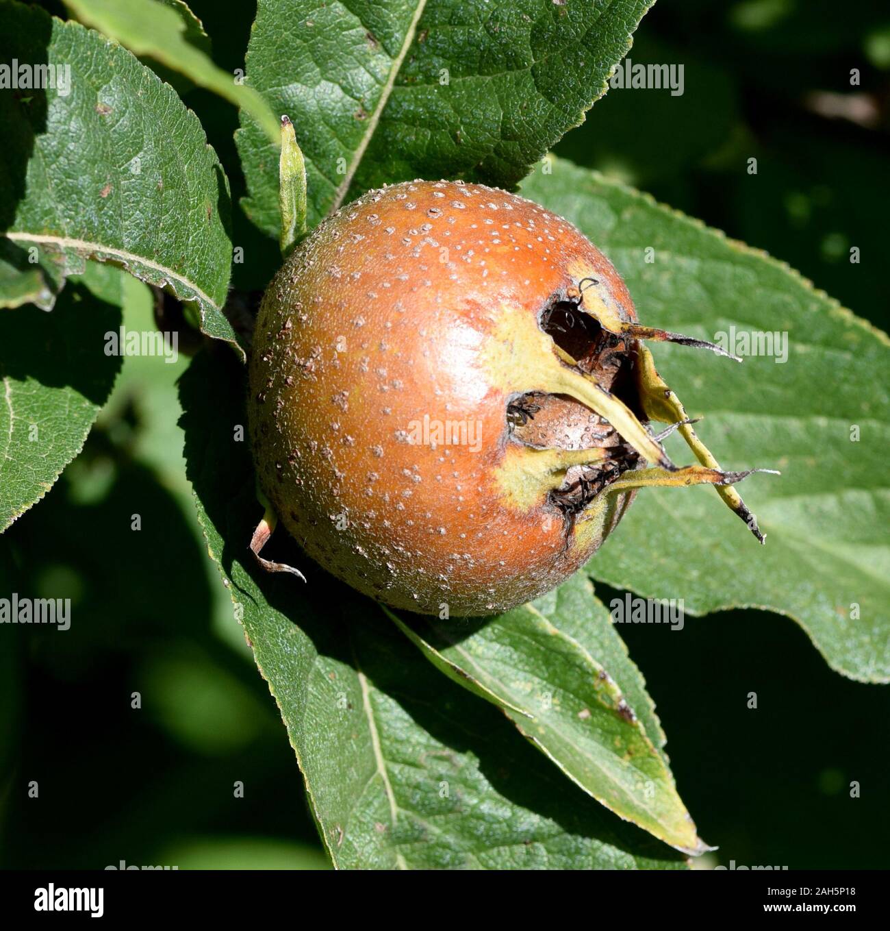 Mispel, Mespilus germanica, ist ein sommergruener Baum mit krummem Stamm und breiter Krone, der essbare Fruechte traegt. Medlar, Mespilus germanica, i Stock Photo