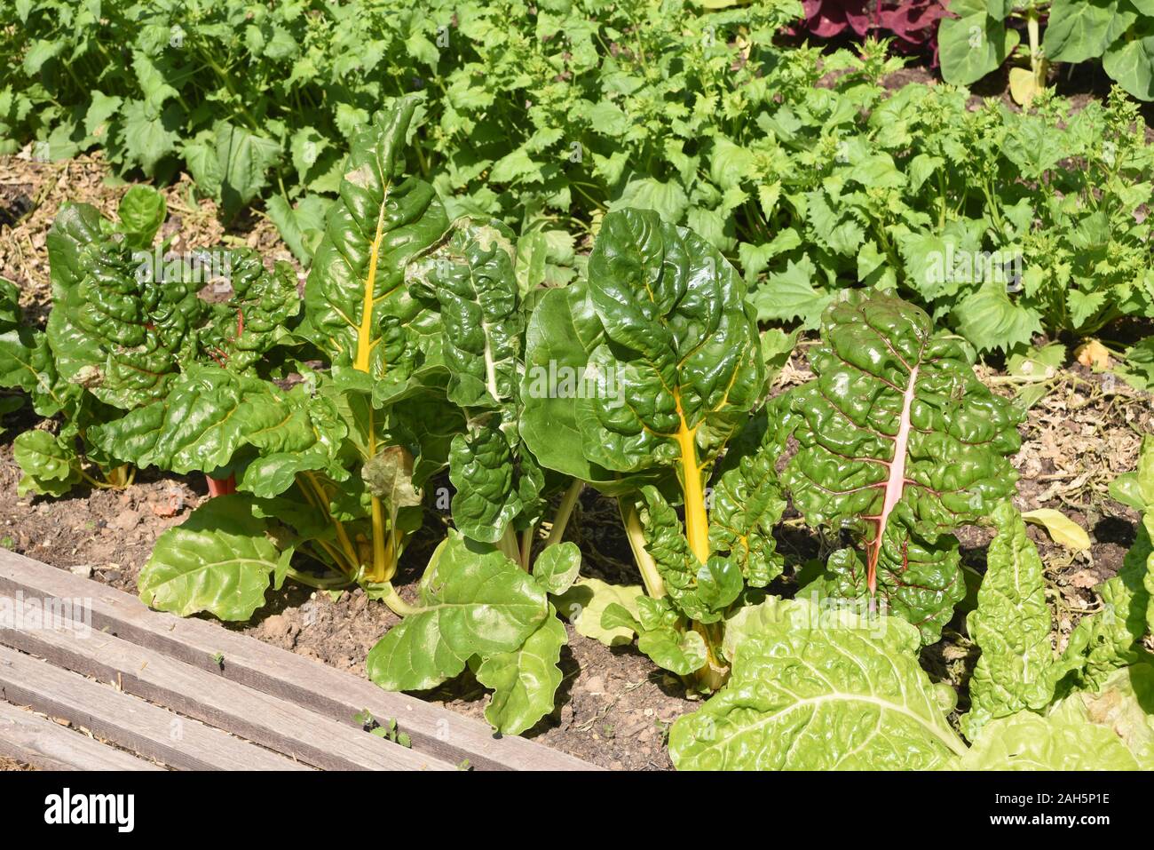Mangold, Beta vulgaris, ist eine Gemuese- und Heilpflanze. Swiss chard, Beta vulgaris, is a vegetable and medicinal plant. Stock Photo
