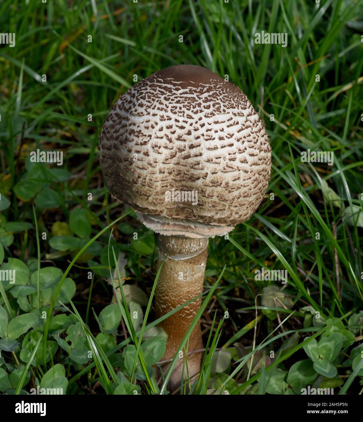 Parasolpilz, Macrolepiota procera, auch Schirmpilz genannt, ist ein guter Speisepilz der auf Wiesen und im Wald waechst. Parasol mushroom, Macrolepiot Stock Photo