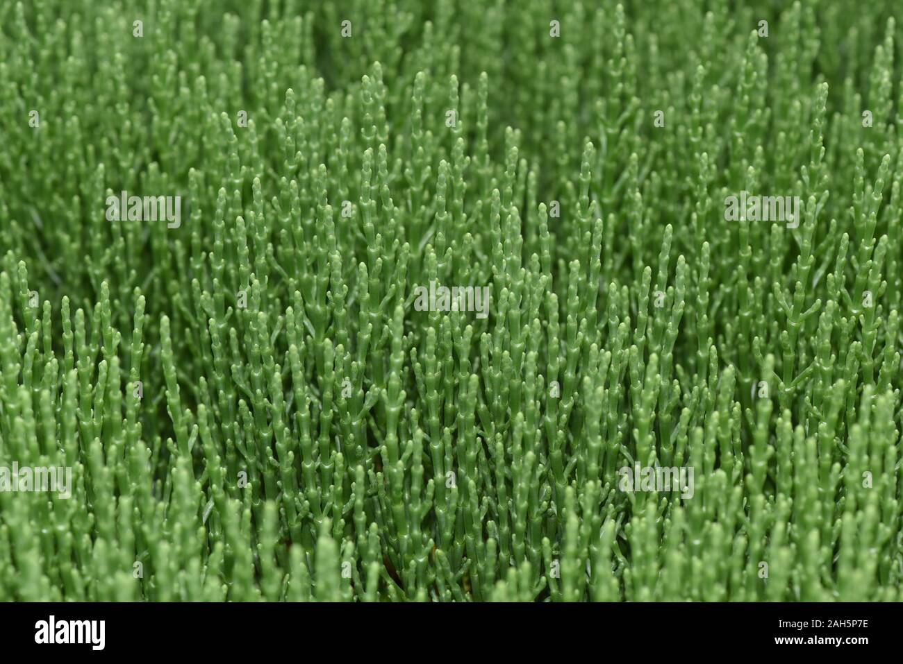 Queller, European Salicornia europaea, ist eine essbare Pflanze die im Wattenmeer waechst und auch als Topfpflanze gezuechtet wird. Queller, European Stock Photo