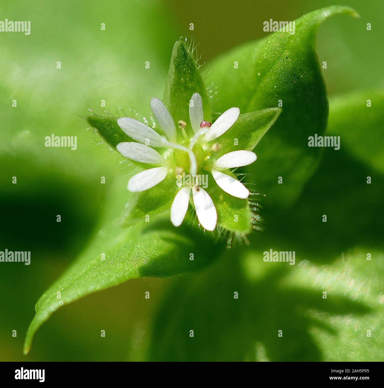 Vogelmiere, Stellaria, media, ist eine Heilpflanze die auf Wiesen und auf dem Acker waechst mit weissen Blueten. Chickweed, Stellaria, media, is a med Stock Photo