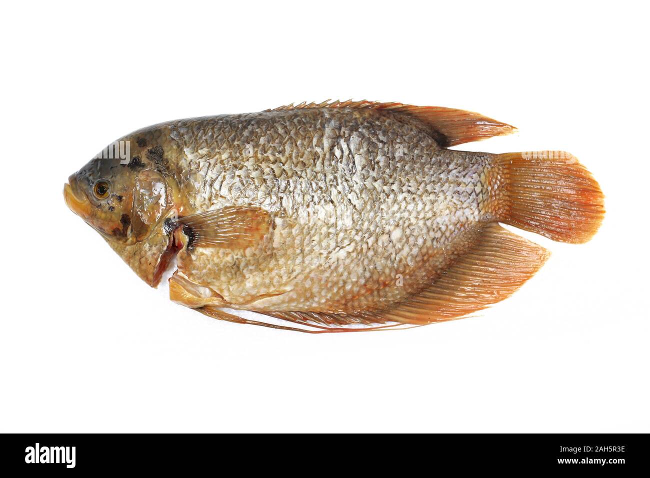 Fresh raw fish or Giant Gourami (Osphronemus goramy) isolated on white background. Stock Photo