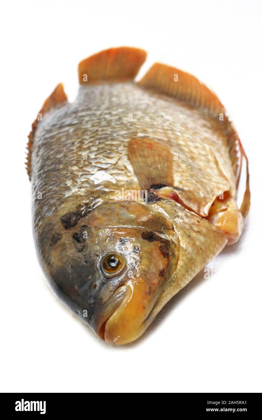 Fresh raw fish or Giant Gourami (Osphronemus goramy) isolated on white background. Stock Photo