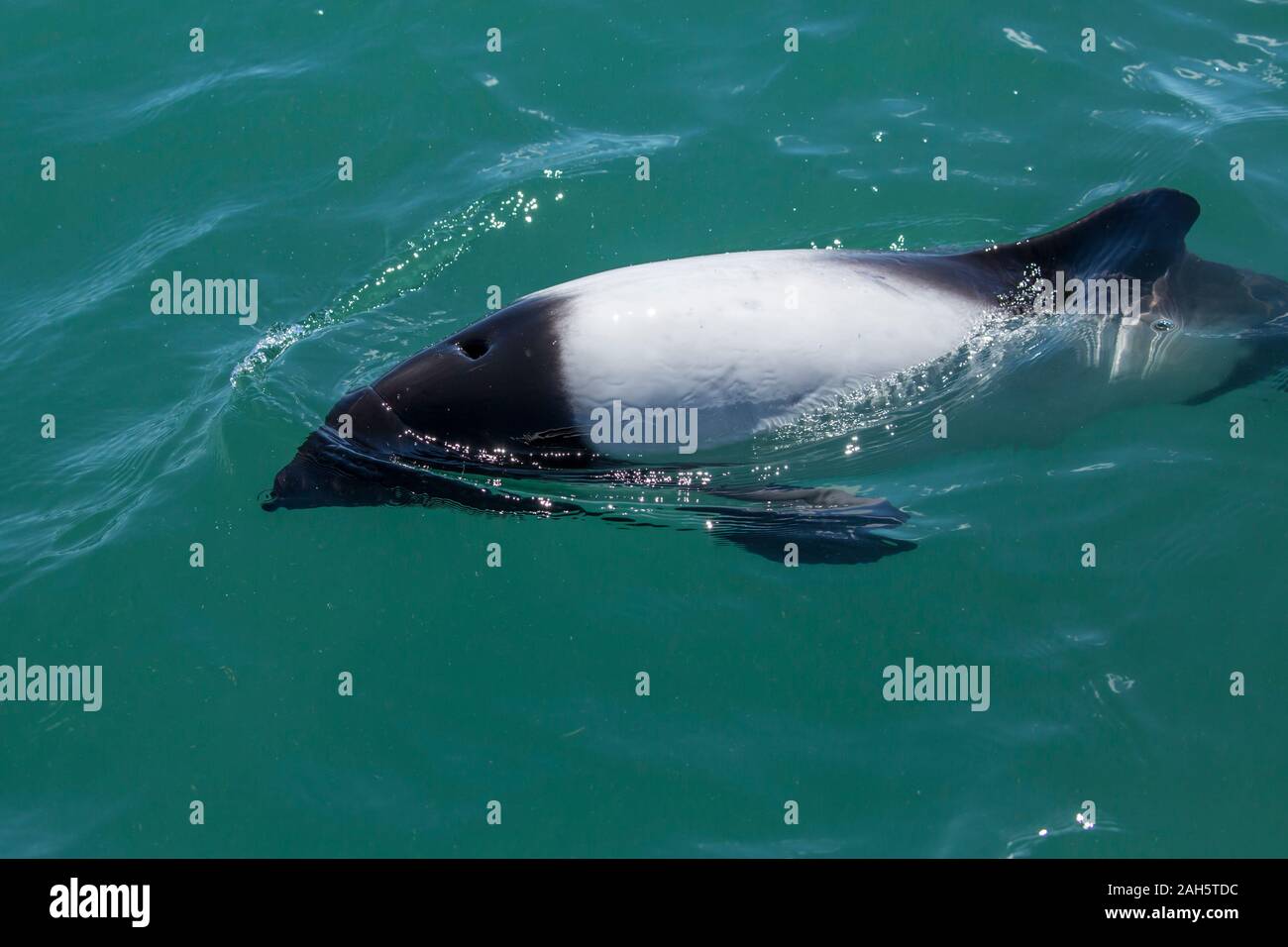 Commerson's Dolphin (Cephalorhynchus commersonii) at Puerto Rawson, Chubut, Argentina Stock Photo