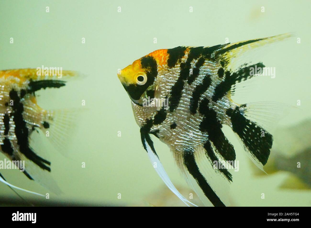 Timphol Fish The ornamental fish swim in the aquarium pool, very lovely appearance ...
