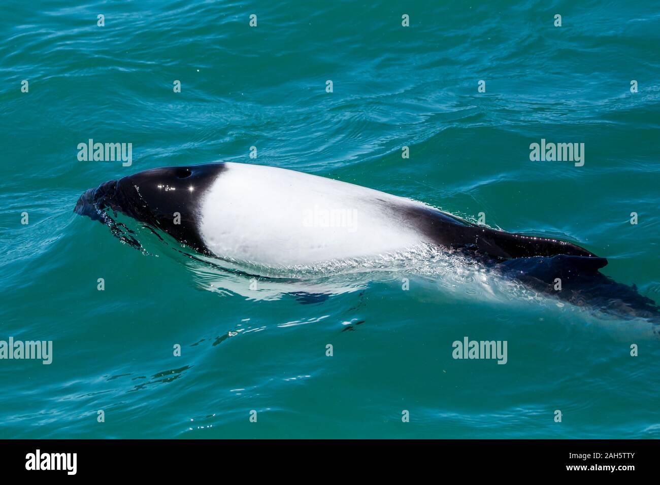 Commerson's Dolphin (Cephalorhynchus commersonii) at Puerto Rawson, Chubut, Argentina Stock Photo