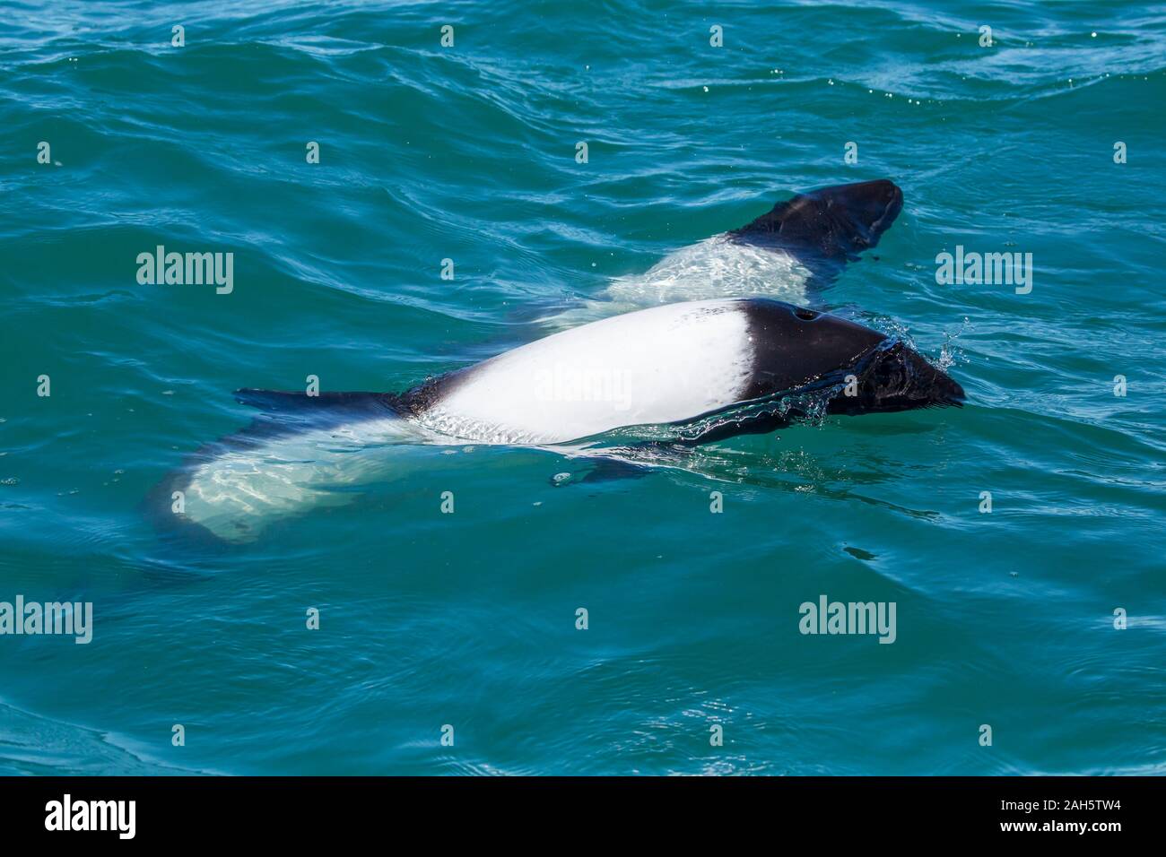 Commerson's Dolphin (Cephalorhynchus commersonii) at Puerto Rawson, Chubut, Argentina Stock Photo