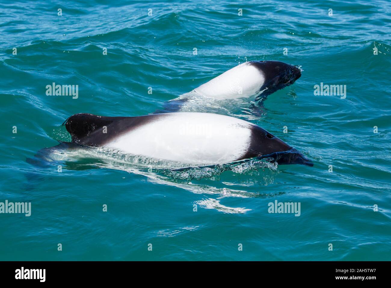 Commerson's Dolphin (Cephalorhynchus commersonii) at Puerto Rawson, Chubut, Argentina Stock Photo
