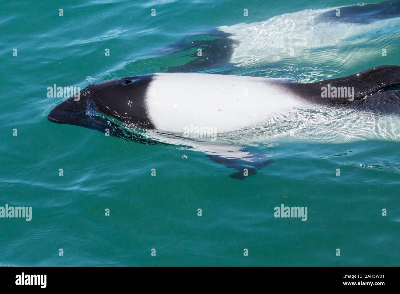 Commerson's Dolphin (Cephalorhynchus commersonii) at Puerto Rawson, Chubut, Argentina Stock Photo