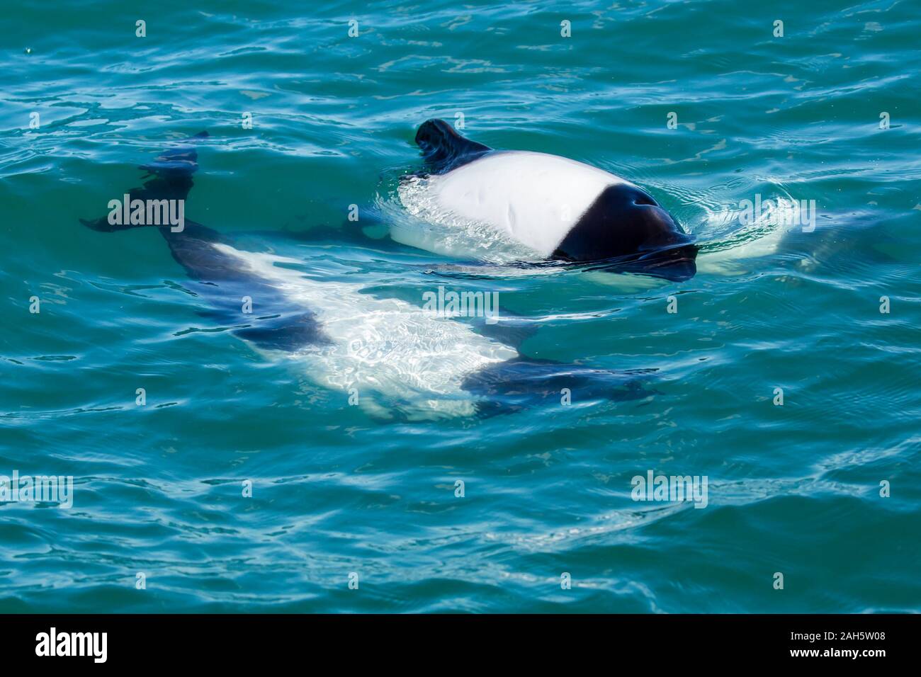 Commerson's Dolphin (Cephalorhynchus commersonii) at Puerto Rawson, Chubut, Argentina Stock Photo