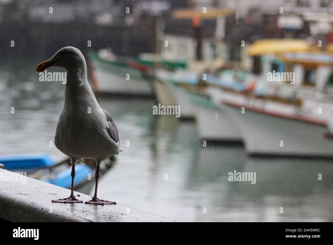 Silhouette of a western gull (Larus occidentalis) perching on a railing in Fisherman's Wharf with fishing boats in the background. San Francisco, USA. Stock Photo