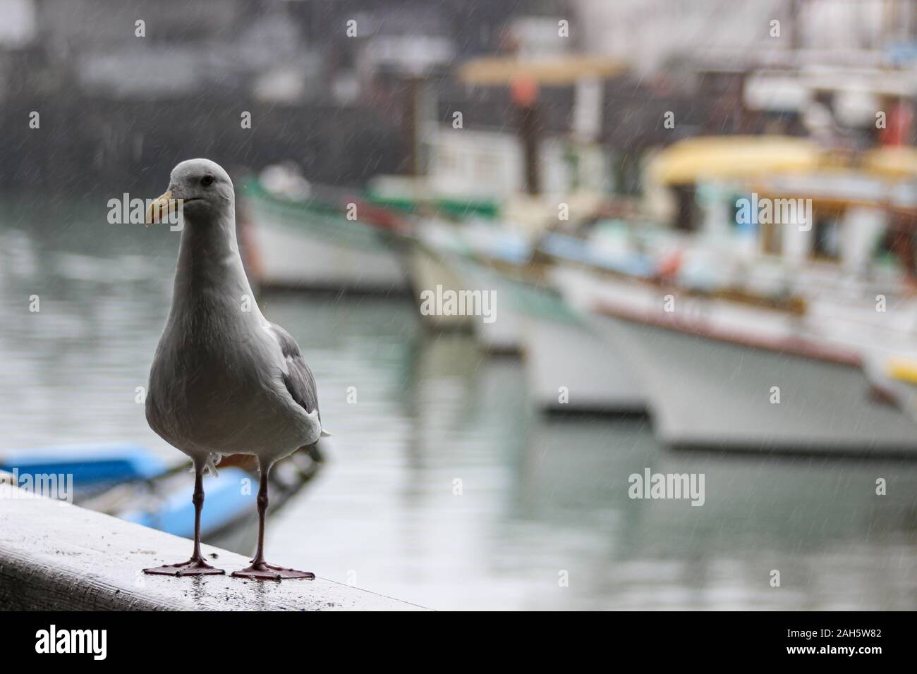 Western gull (Larus occidentalis) perching on a railing in Fisherman's Wharf on a rainy day. Fishing boats in the background. San Francisco, USA. Stock Photo
