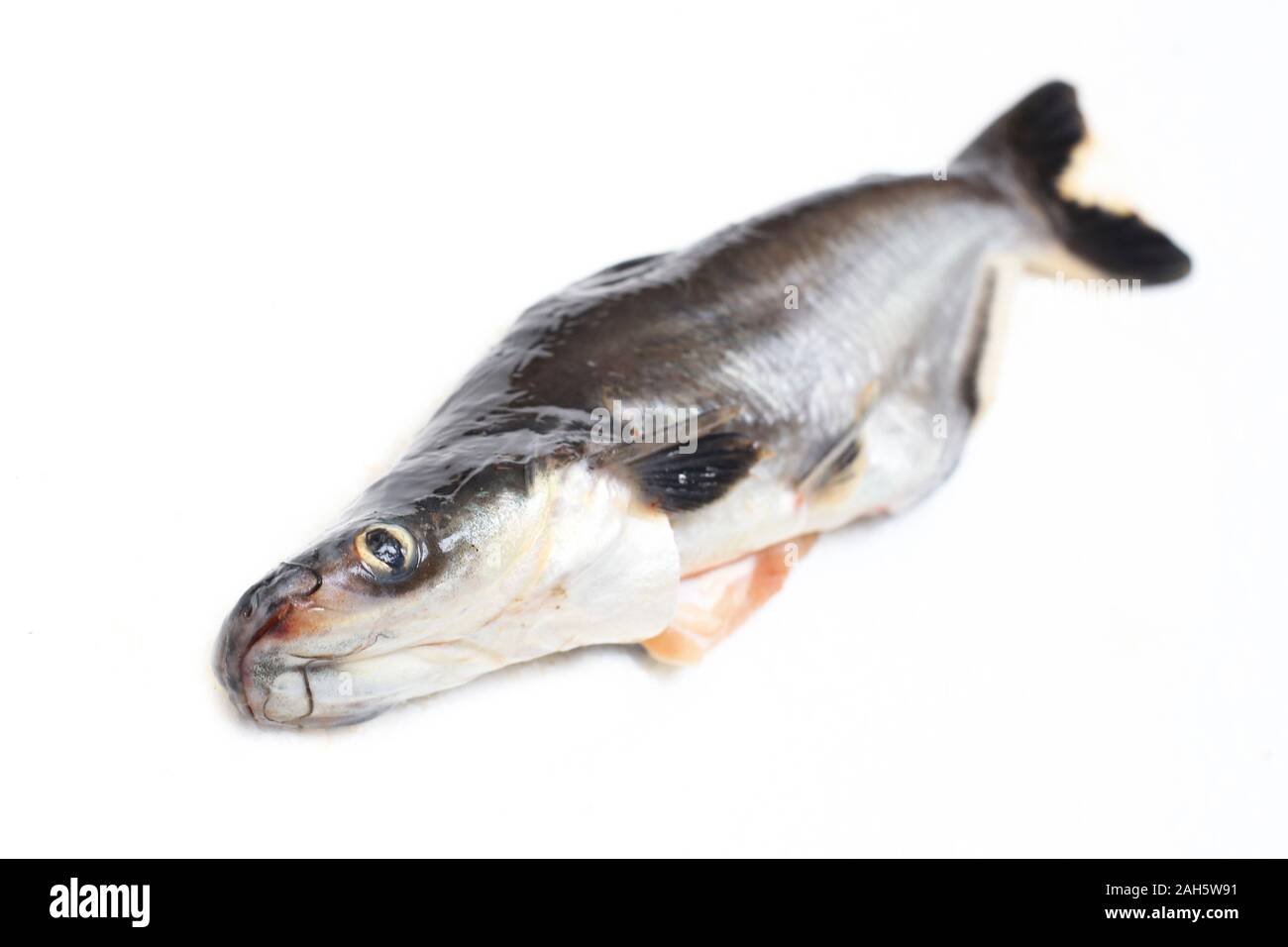 Ikan Patin or Silver Catfish or Iridescent shark fish or scientific name Pangasius Sutchi isolated on white background Stock Photo