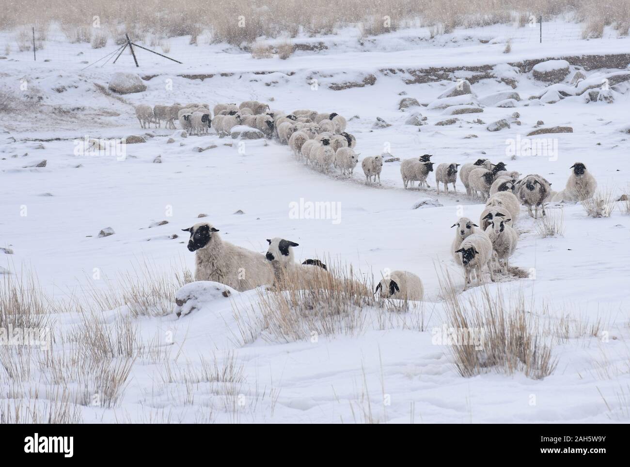 Hohhot. 24th Dec, 2019. Photo taken on Dec. 24, 2019 shows some sheep going out for foraging in Urad Middle Banner, north China's Inner Mongolia Autonomous Region. Ten days of continuous snowfall has left 2.8 million hectares of grassland in north China's Inner Mongolia Autonomous Region buried in deep snow, affecting herdsmen and their livestock.TO GO WITH "North China's pasture hit by snowstorm" Credit: Li Yunping/Xinhua/Alamy Live News Stock Photo