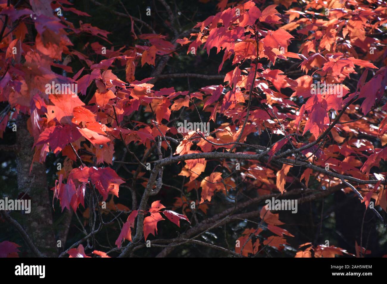 Light shining through red maple leaves Stock Photo