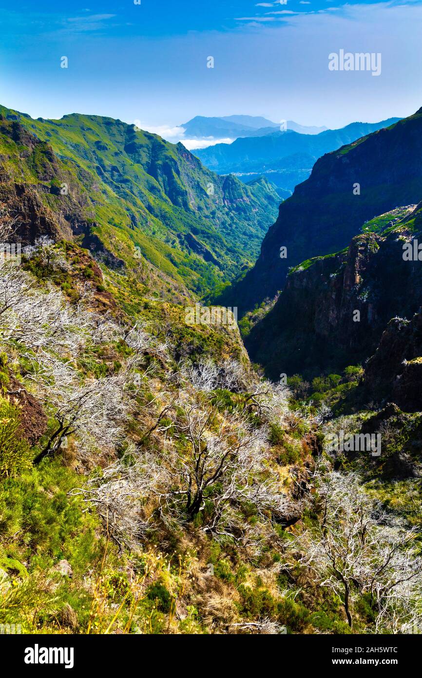 White trees damaged by fire along the hiking route from Pico do Arieiro to Pico Ruivo, Madeira, Portugal Stock Photo