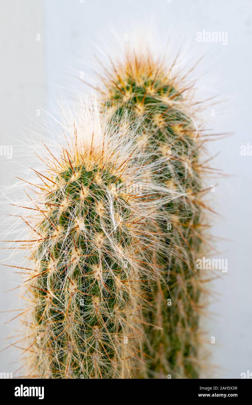 Espostoa lanata (Peruvian Old Man Cactus) Stock Photo