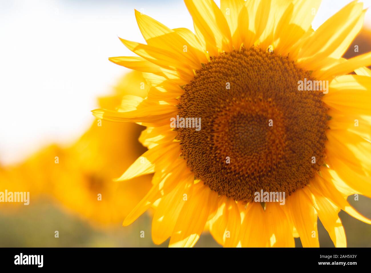 field of blooming sunflowers on a background sunset. Sunflower blooming Stock Photo