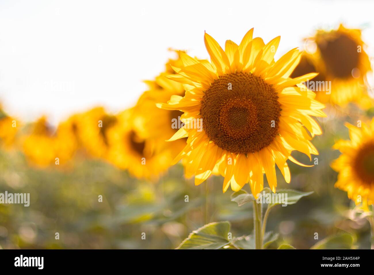 Agriculture Biologique High Resolution Stock Photography And Images Alamy Agriculture Biologique High Resolution Stock Photography And Images Alamy