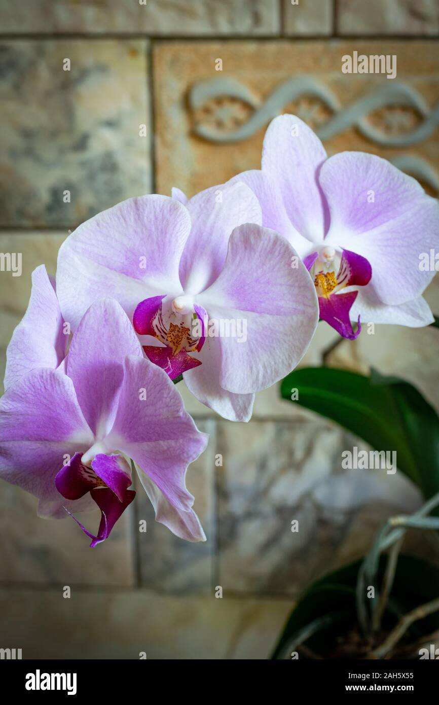 Orchid flowers (phalaenopsis) close up - violet pink color Stock Photo