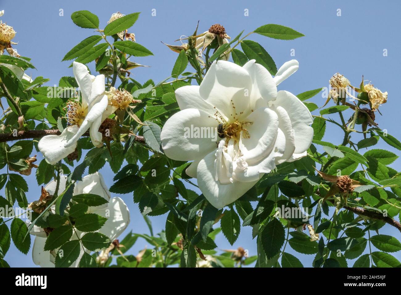 Climbing white rose Rosa Fruhlingsgold Large blooms Stock Photo