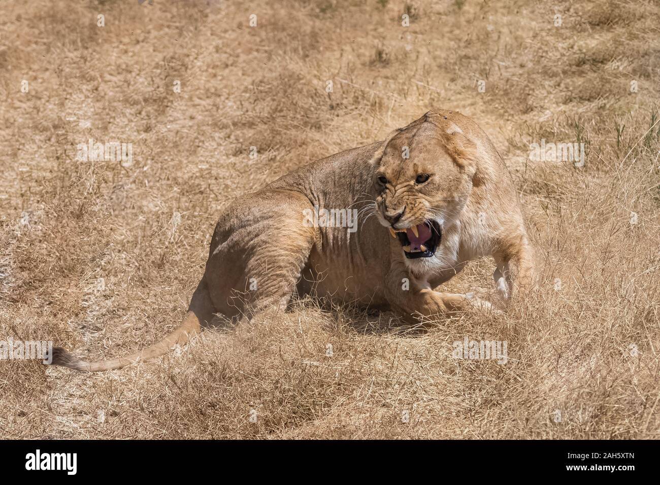 A young lion roaring in the savannah, in the Serengeti reserve in Tanzania Stock Photo