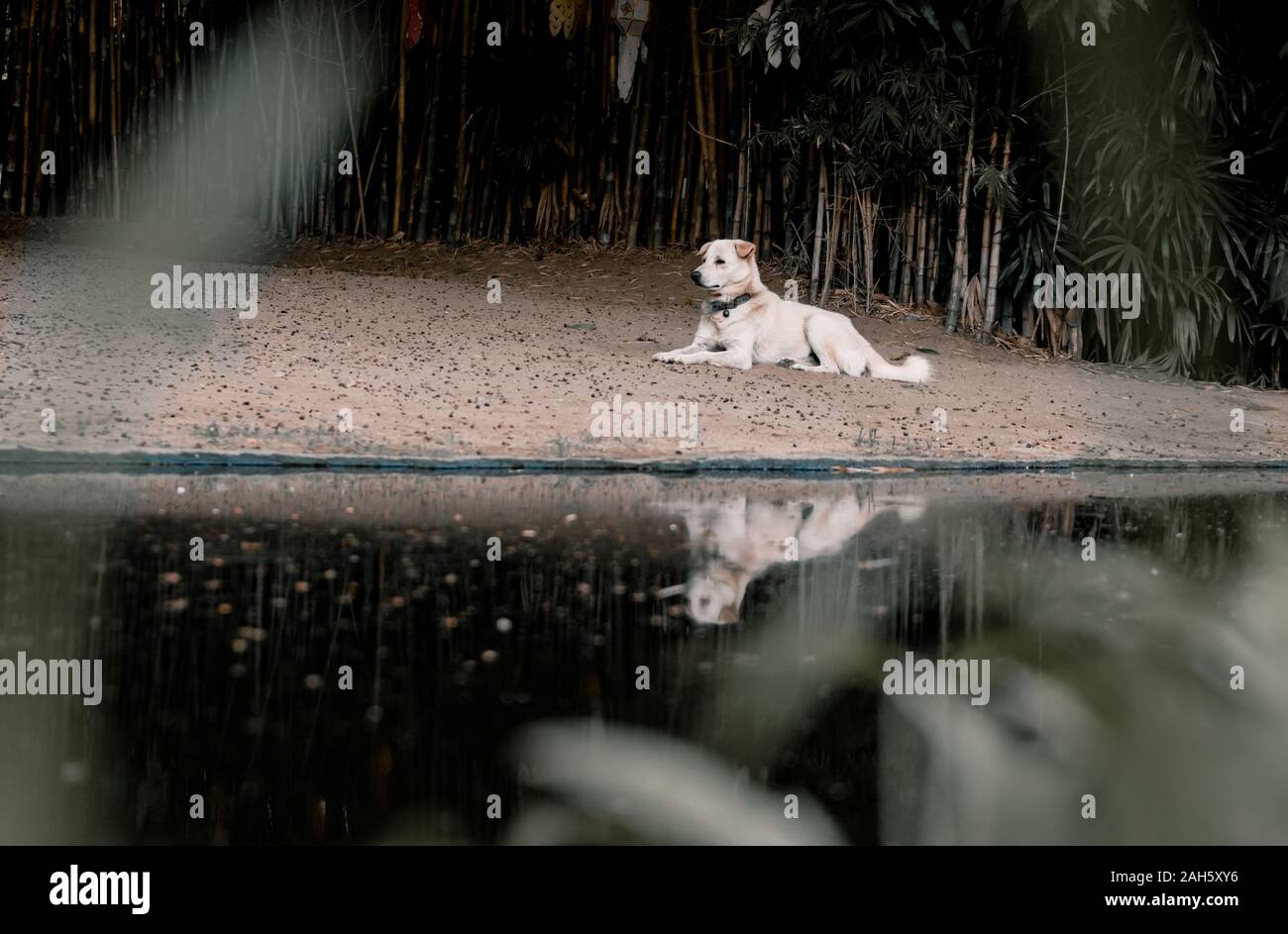 a dog waiting for its owner next to a lake with a reflection Stock Photo