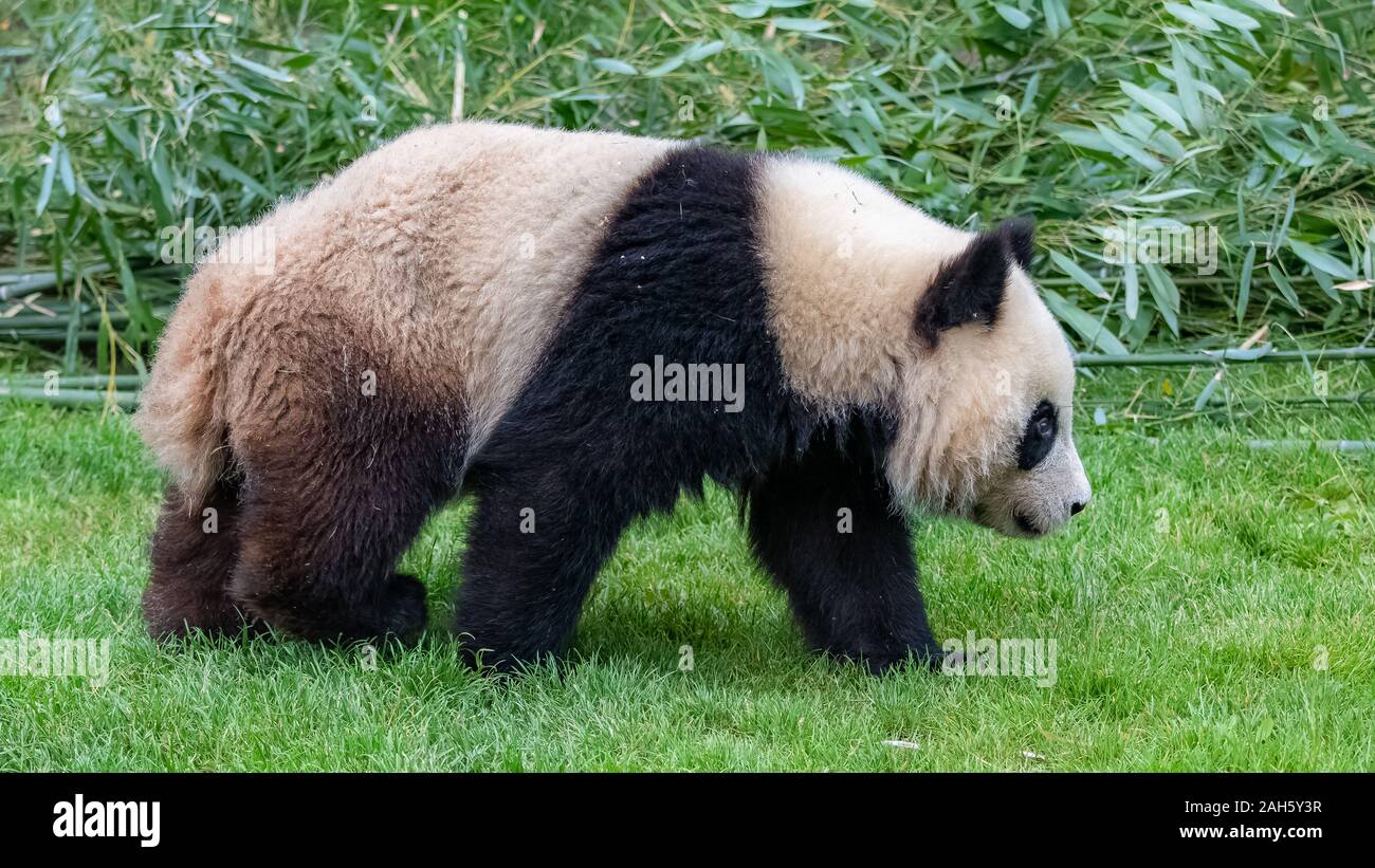 Young panda walking in the grass, portrait of profile Stock Photo - Alamy
