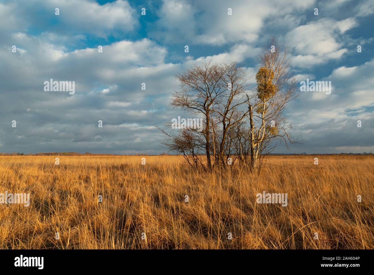 Tall grasses, trees without leaves and white clouds on the sky, swamp in Poland Stock Photo
