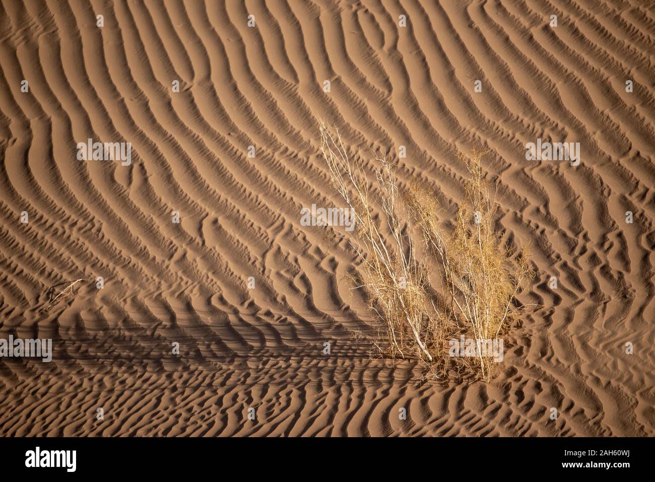 an alive tamarisk plant in the lut desert Stock Photo