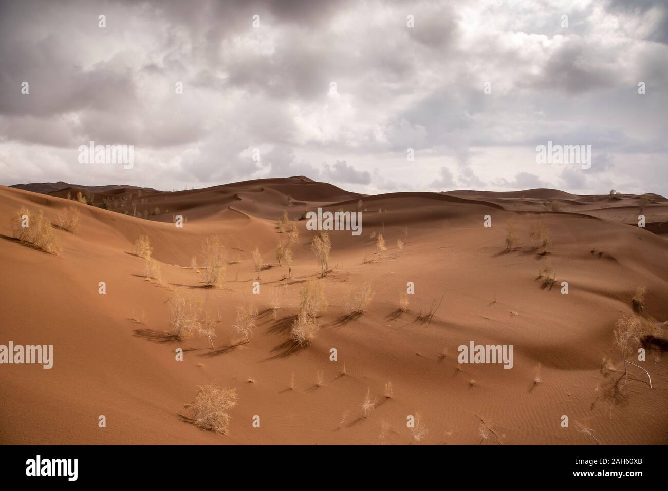 some tamarisk trees in the lut desert Stock Photo