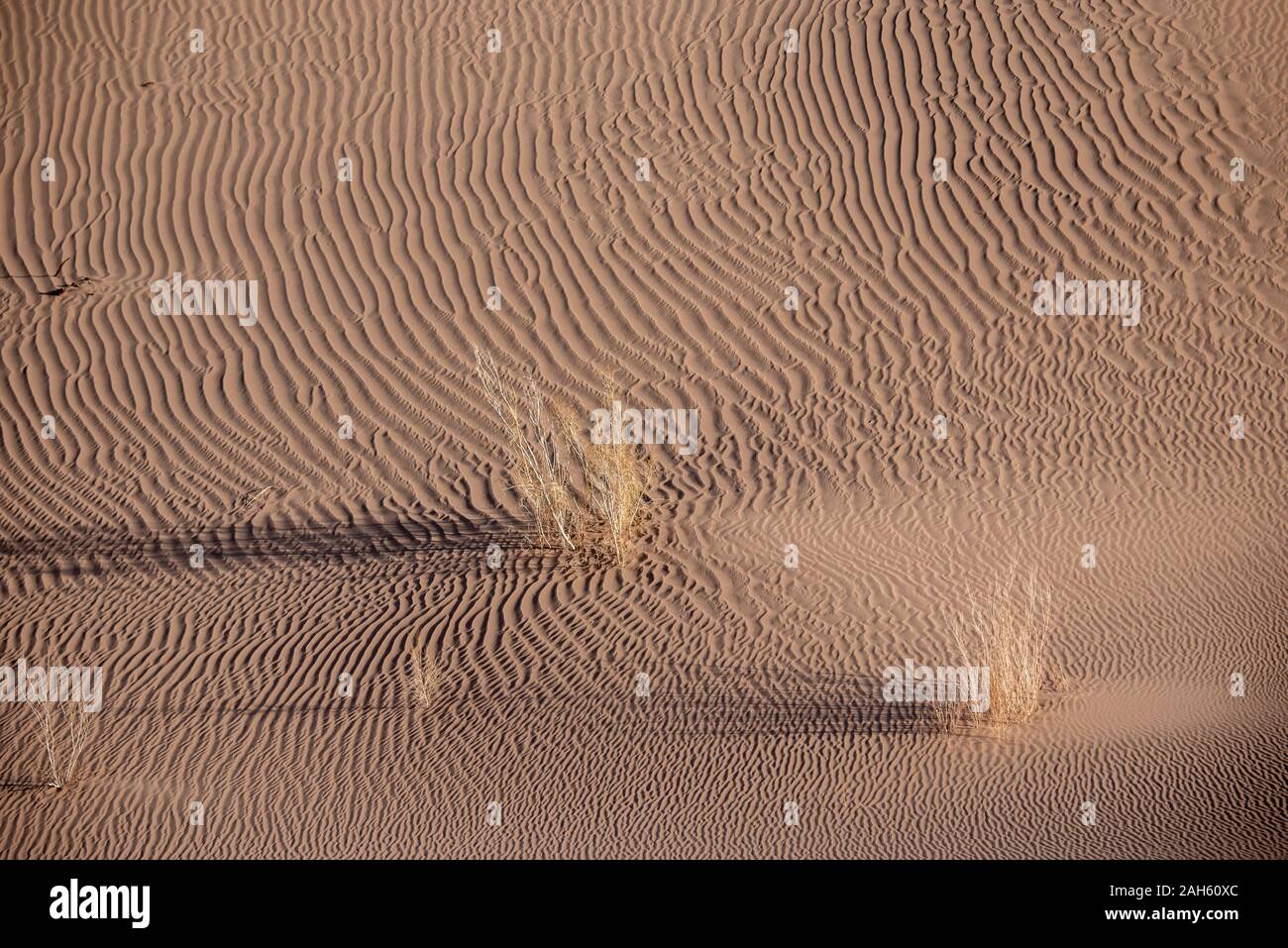 an alive tamarisk plant in the lut desert Stock Photo