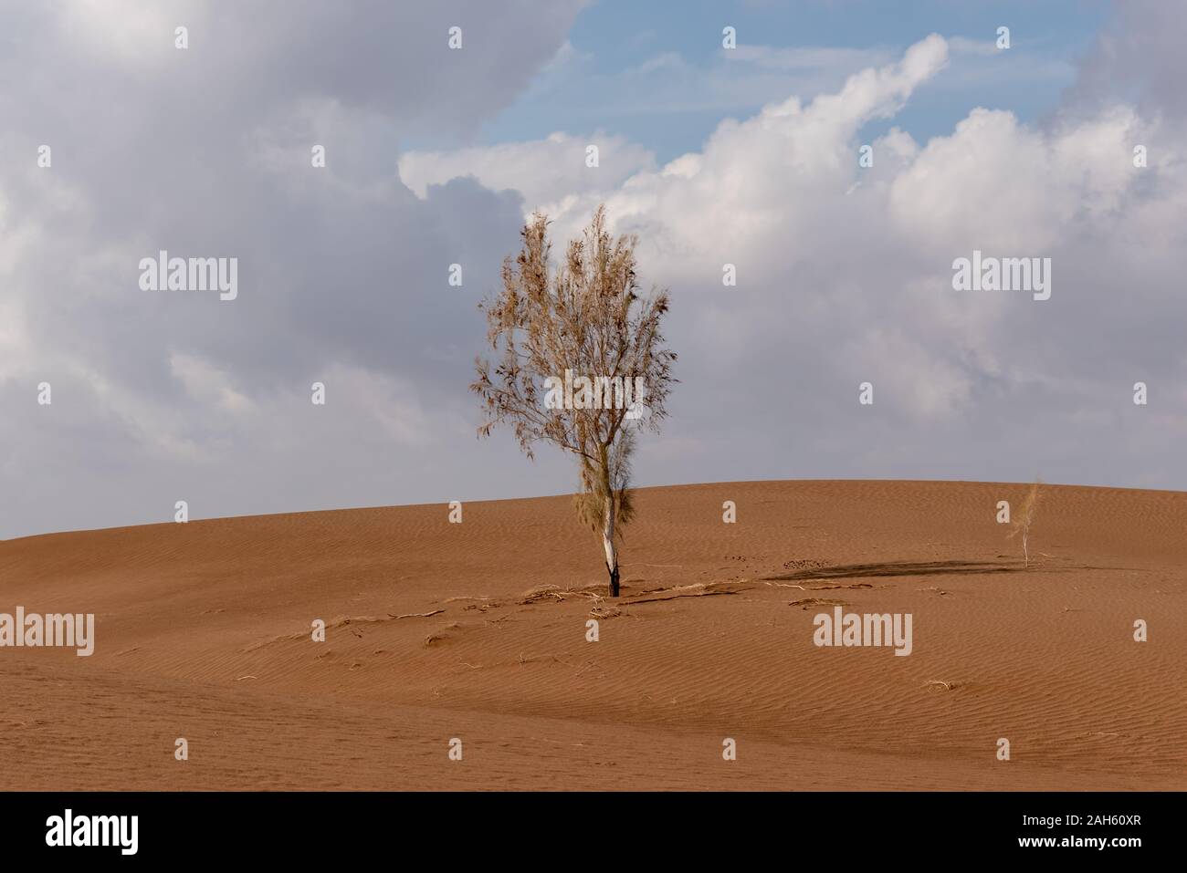 an alive tamarisk tree in the lut desert Stock Photo