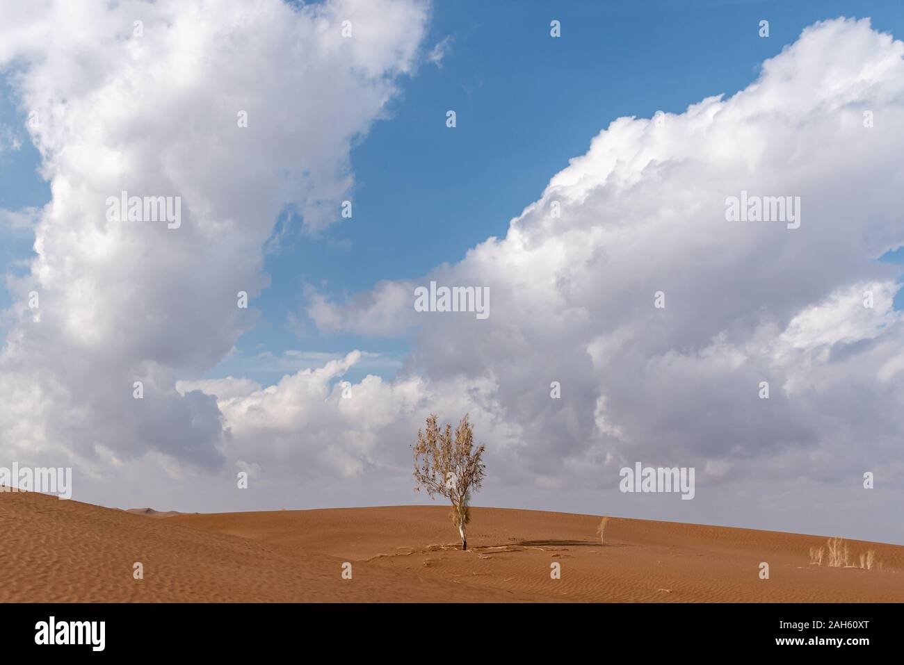 an alive tamarisk tree in the lut desert Stock Photo