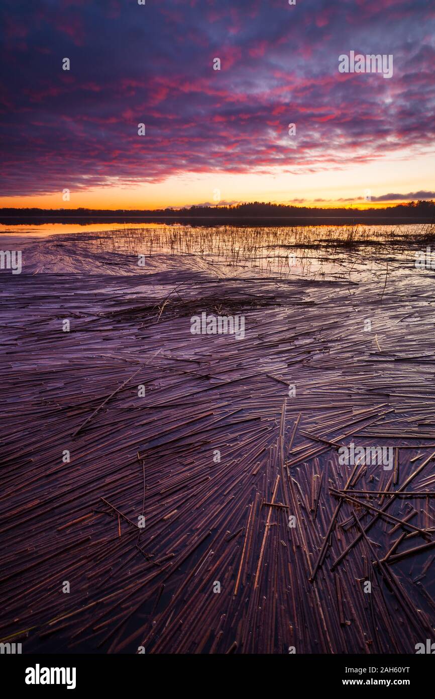 Floating reeds and colouful December evening skies by the lake Vansjø in Østfold, Norway. Vansjø is a part of the water system called Morsavassdraget. Stock Photo