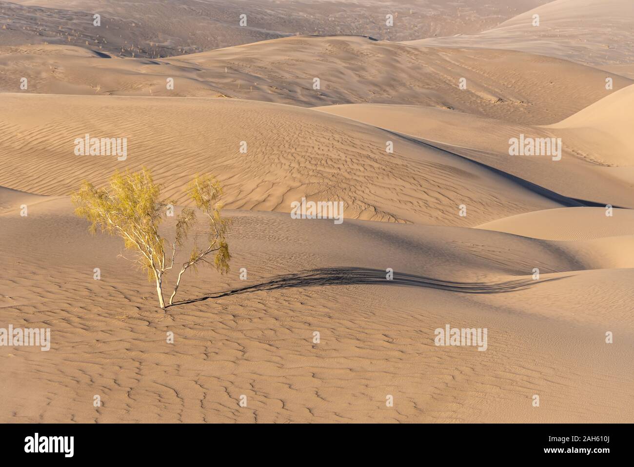 an alive tamarisk tree in the lut desert Stock Photo