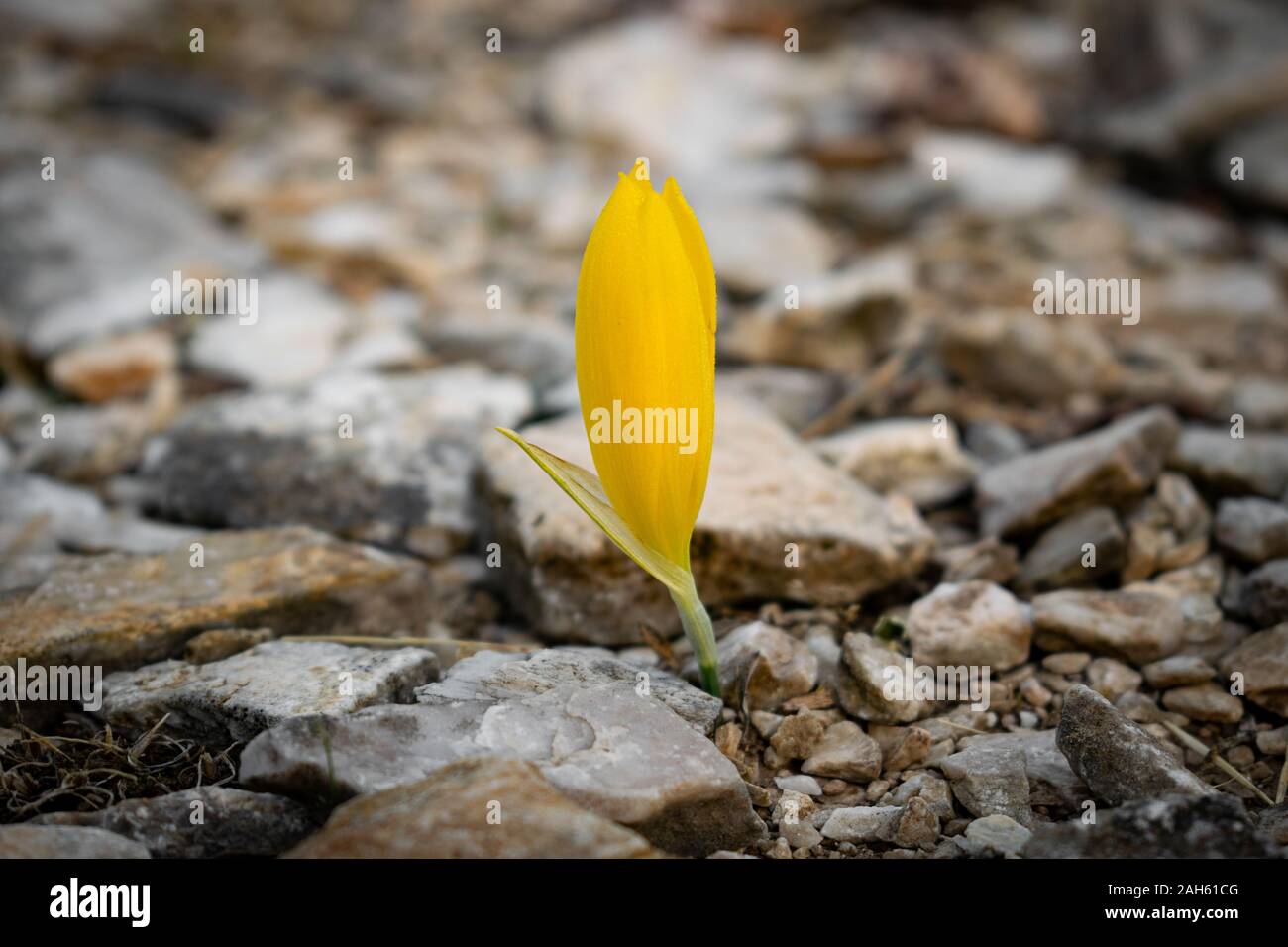 Sternbergia lutea (the autumn daffodil, lily of the field, yellow autumn crocus) flowers Stock Photo