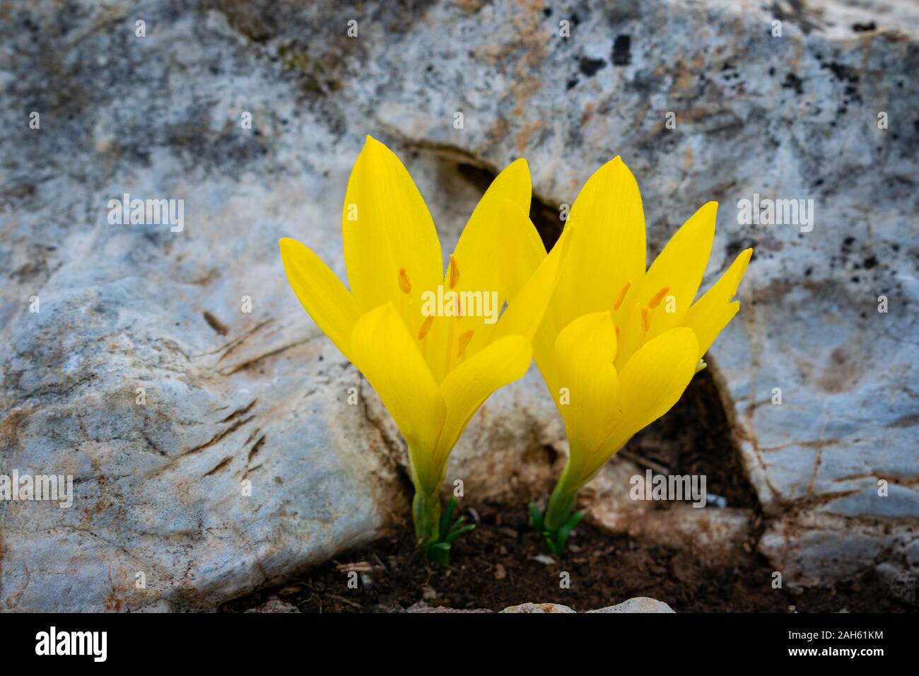 Sternbergia lutea (the autumn daffodil, lily of the field, yellow autumn crocus) flowers Stock Photo