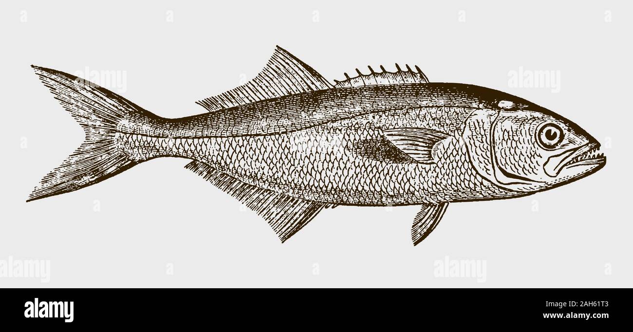 Threatened bluefish pomatomus saltatrix in side view after a historical engraving from the 19th century Stock Vector