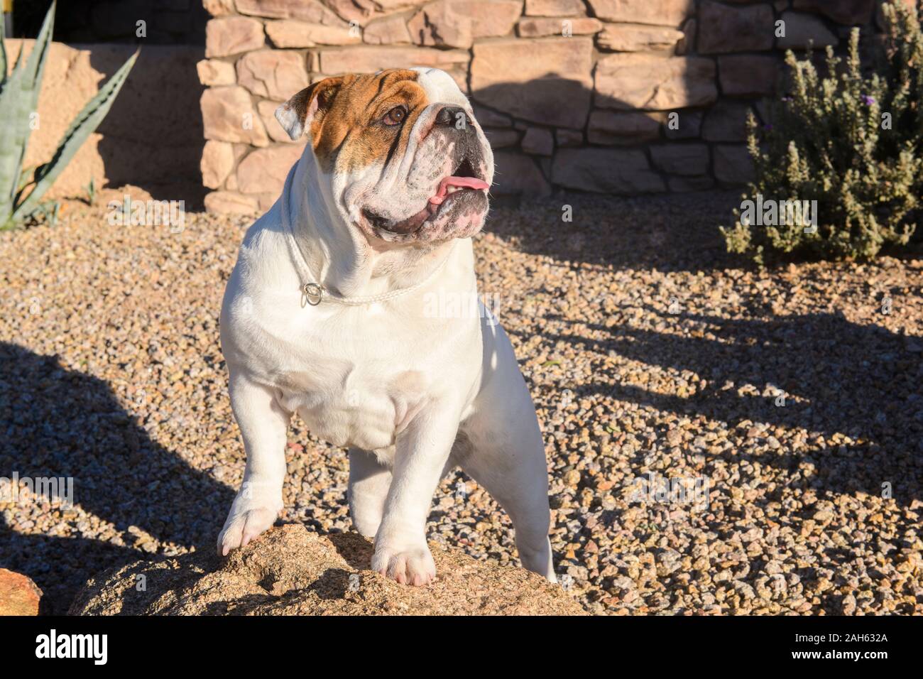 White bulldog standing on a rock and posing at the park for a natural portrait Stock Photo