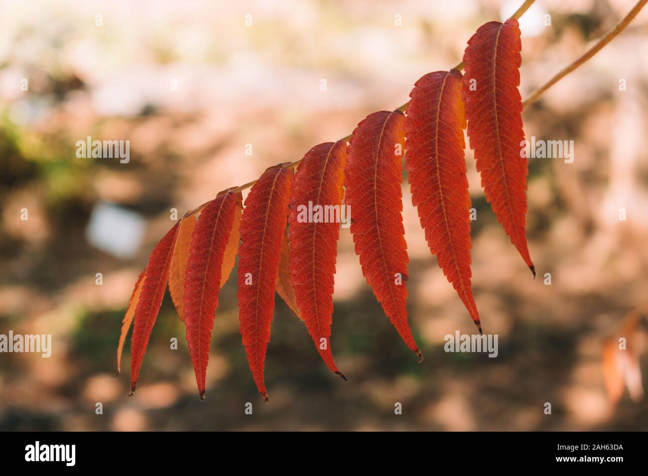 Rhus coriaria (Sicilian, tanner's, elm-leaved sumach) leaves Stock Photo