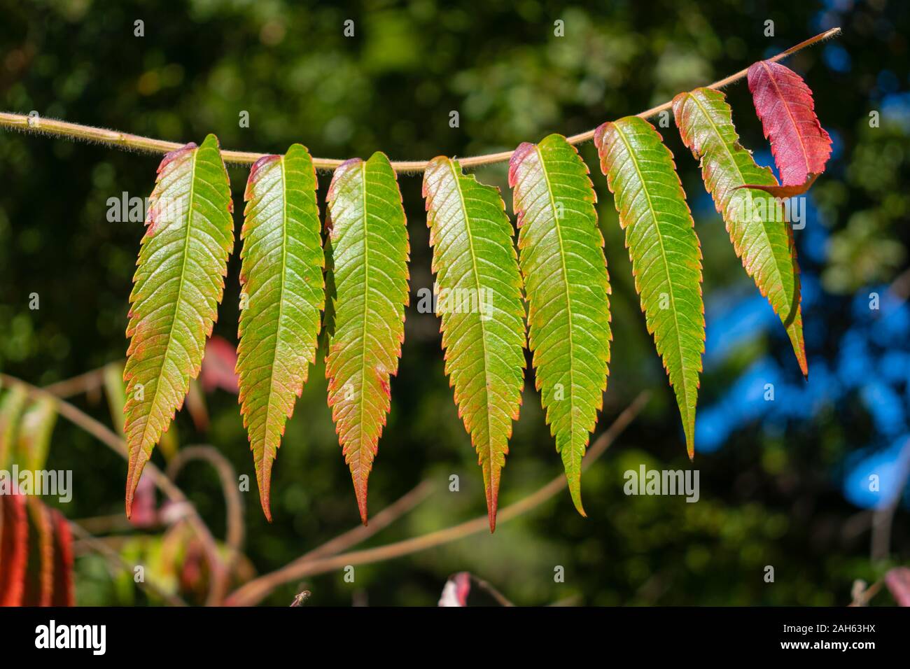 Rhus coriaria (Sicilian, tanner's, elm-leaved sumach) leaves Stock Photo