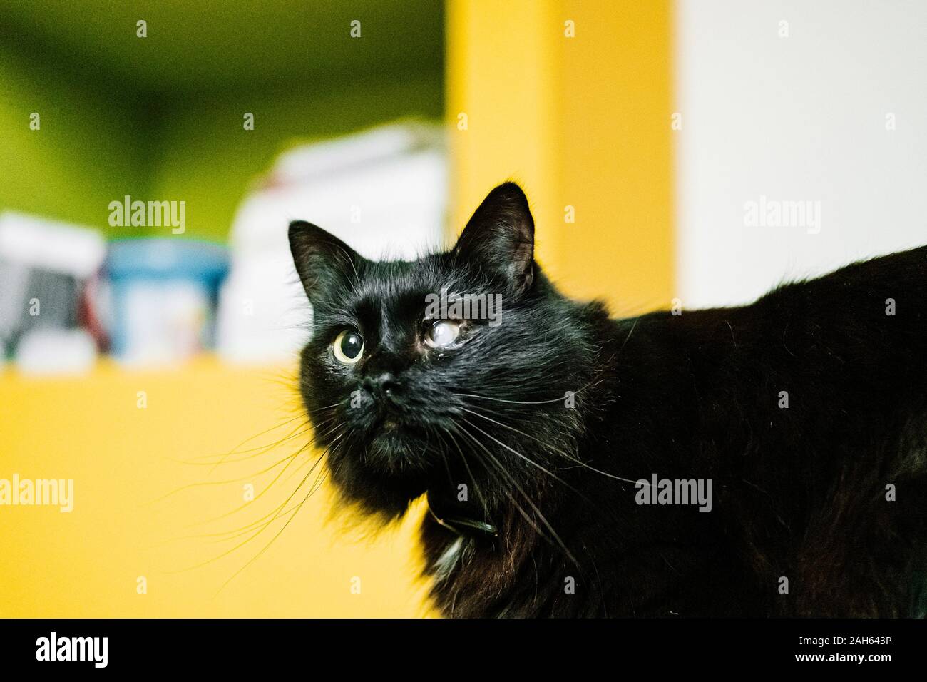 black cat with poor eyesight, wounded eye, bad omen. sitting on a table