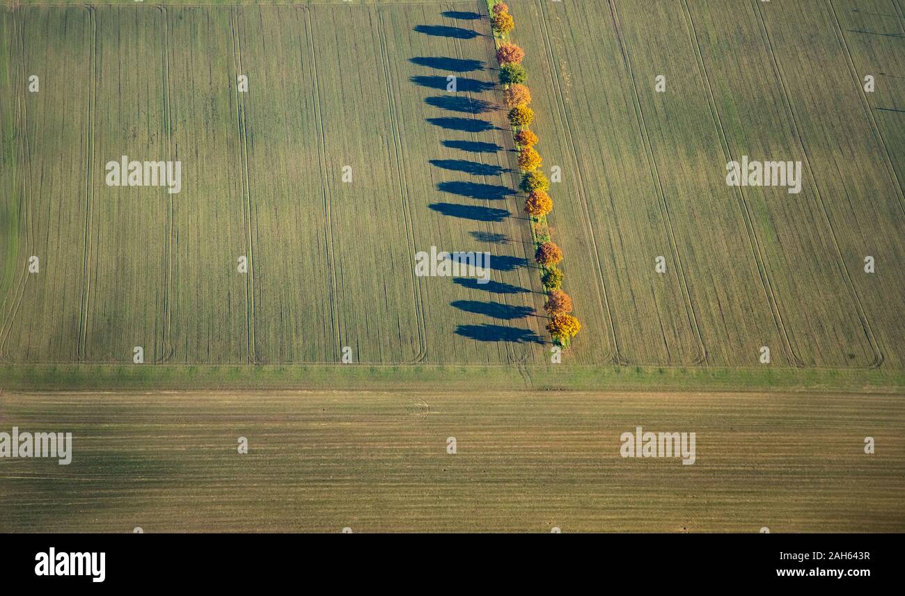 Aerial photograph, row of trees on fields in Dortmund Brackel, agriculture, Dortmund, Ruhr area, North Rhine-Westphalia, Germany, DE, Europe, birds-ey Stock Photo