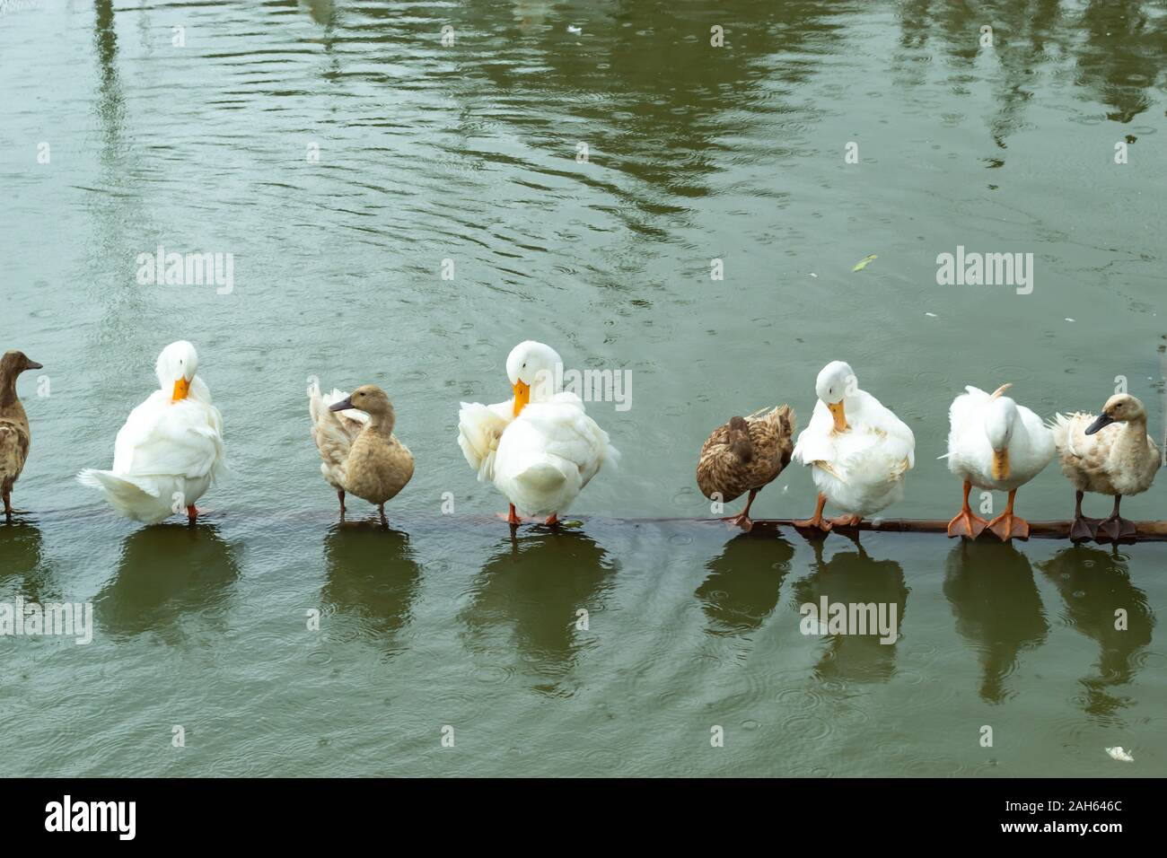 White and brown duck standing on a wooden drowning Stock Photo Alamy
