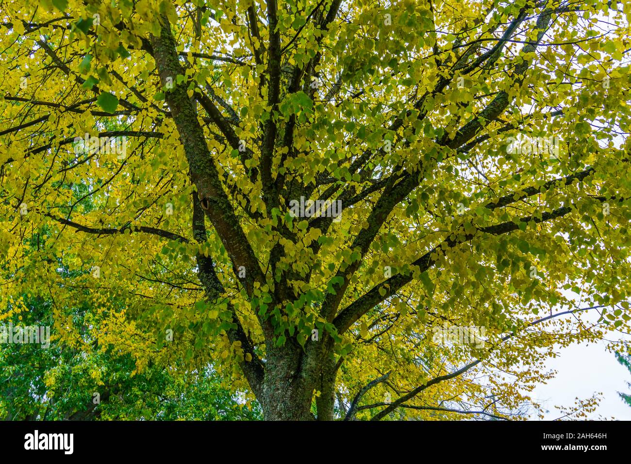 Fall leaves and tree branches in the Pacific Northwest Stock Photo - Alamy
