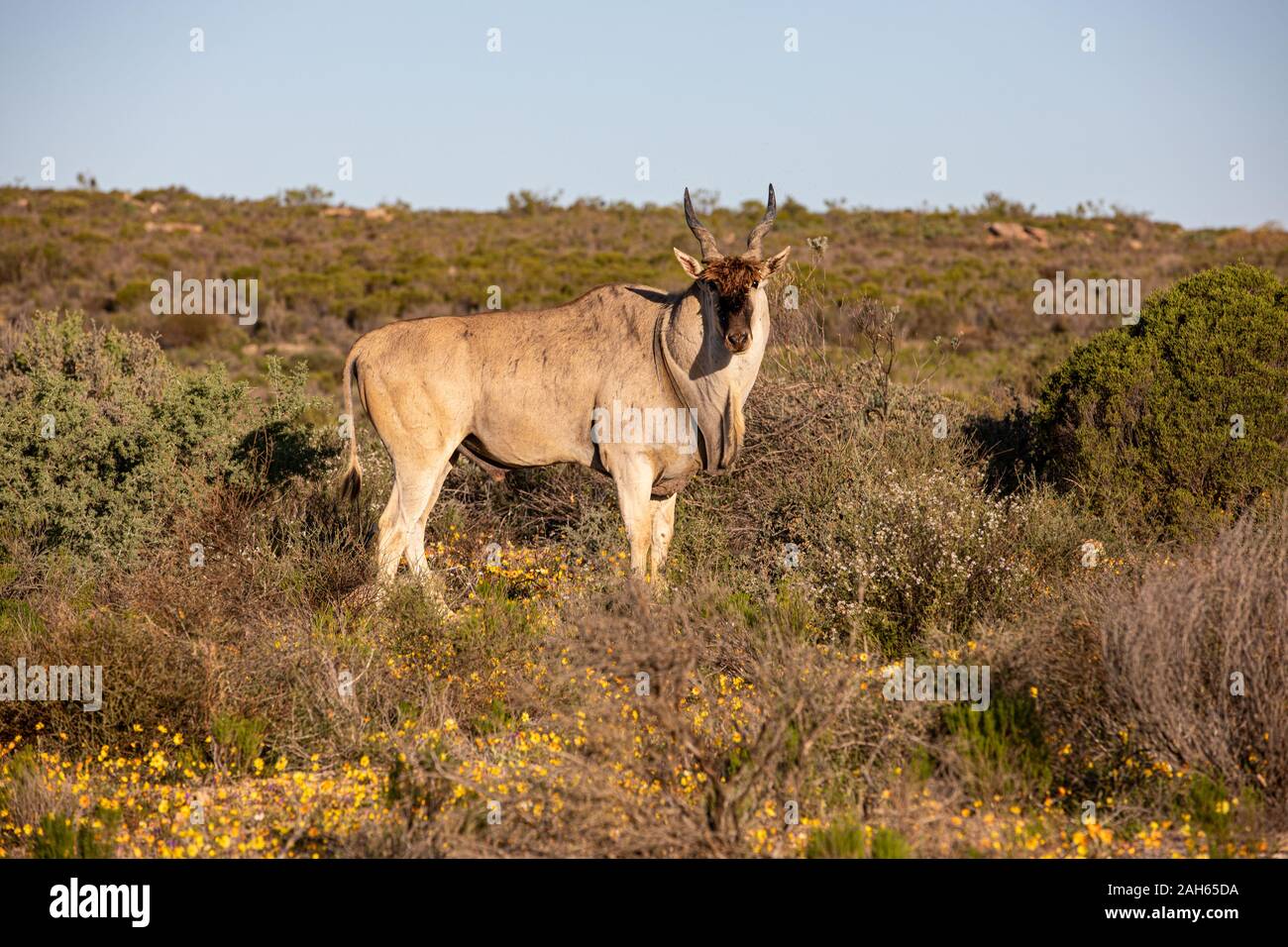 Eland in the Cederberg Mountains Stock Photo
