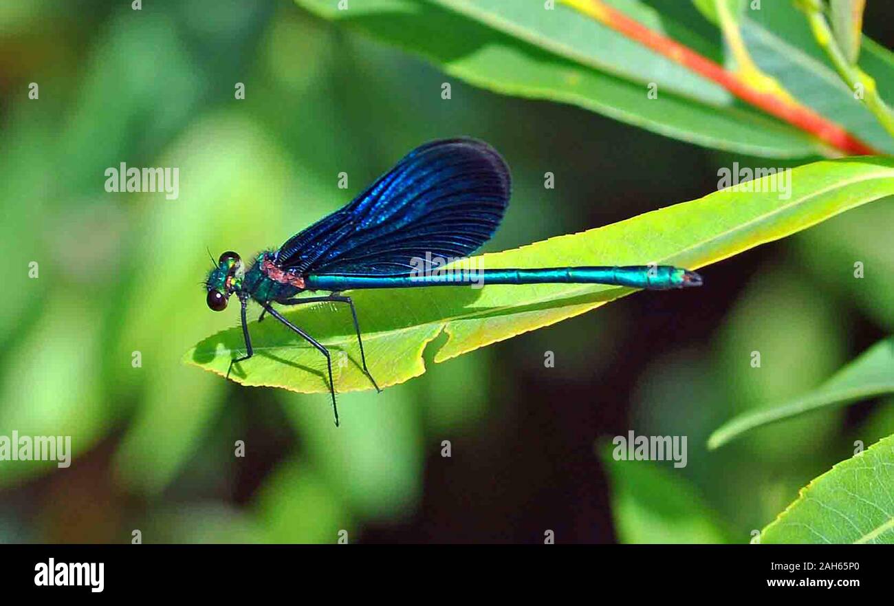 Blue dragonfly sitting on a leaf in a sunny nature scene. Stock Photo